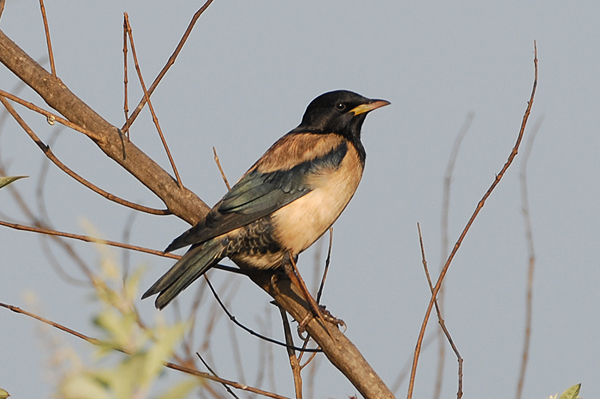 Rose-coloured Starling