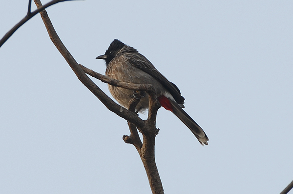 Red-vented Bulbul