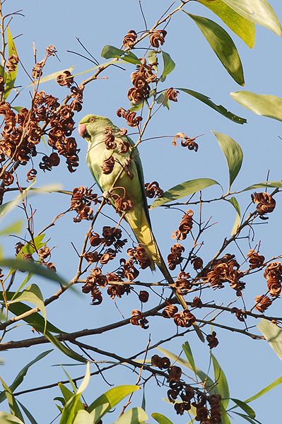 Ring-necked Parakeet