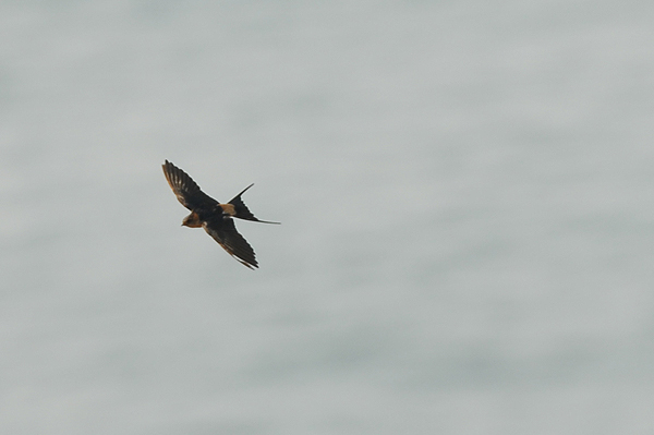 Red-rumped Swallow