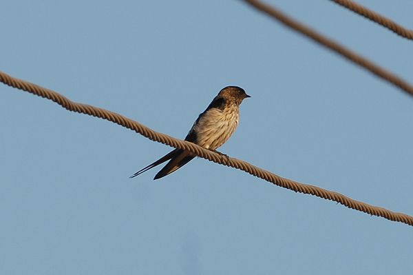 Red-rumped Swallow