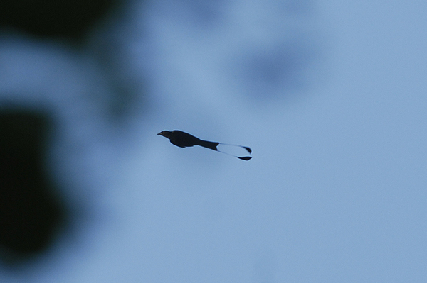 Racket-tailed Drongo