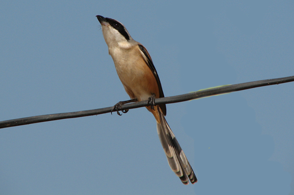 Long-tailed Shrike