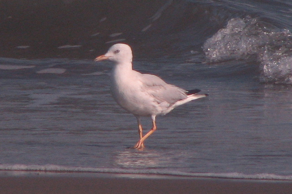 Slender-billed Gull