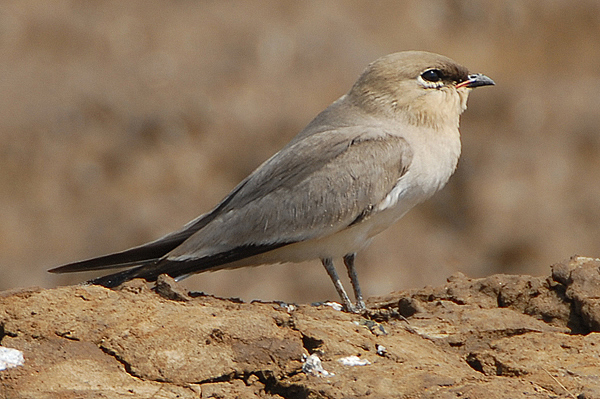 Small Pratincole