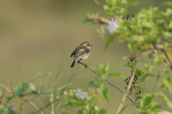 Stonechat