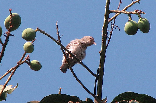 Tickell's Flowerpecker