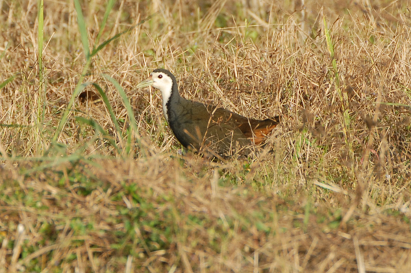 White-breasted Waterhen