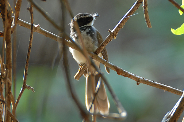 White-browed Fantail-flycatcher