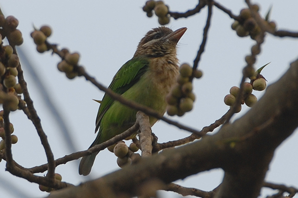 White-cheeked Barbet