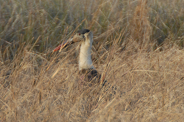 Wooly-necked Stork