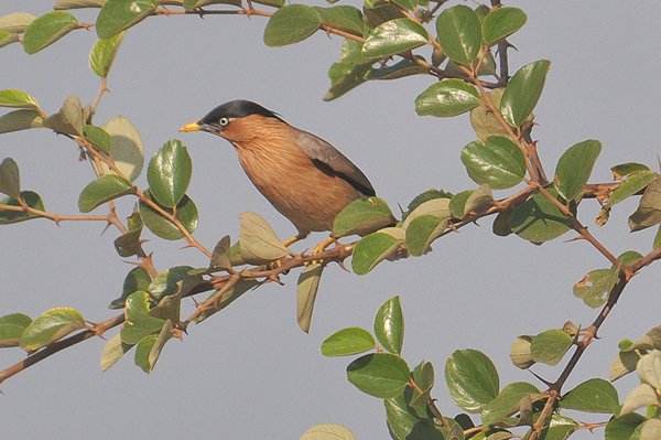 brahminystarling.jpg