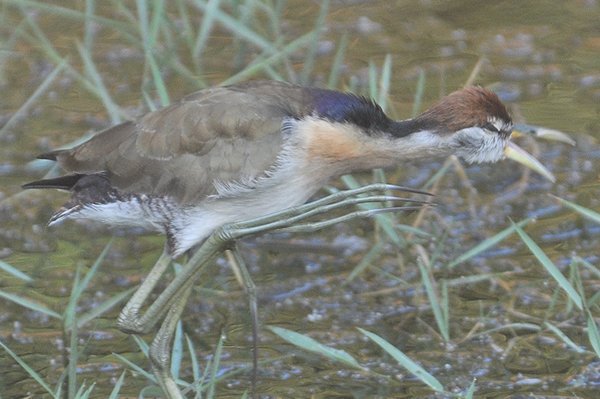 bronzewingedjacanajuv2.jpg