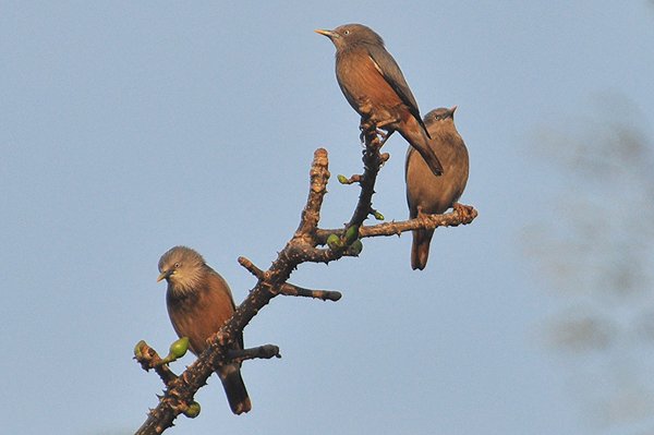 chestnuttailedstarling.jpg