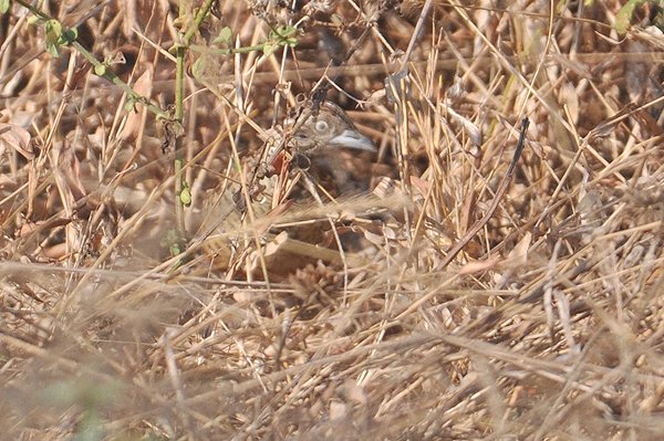 commonbuttonquail.jpg