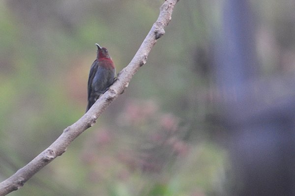 crimsonsunbird.jpg
