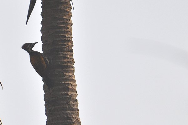 flameback.jpg