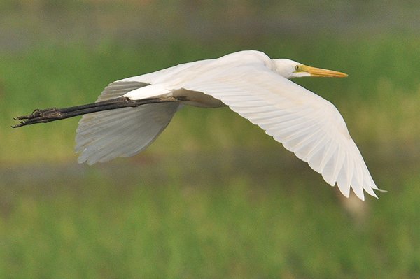 greatwhiteegret.jpg
