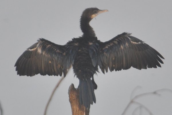 littlecormorant.jpg