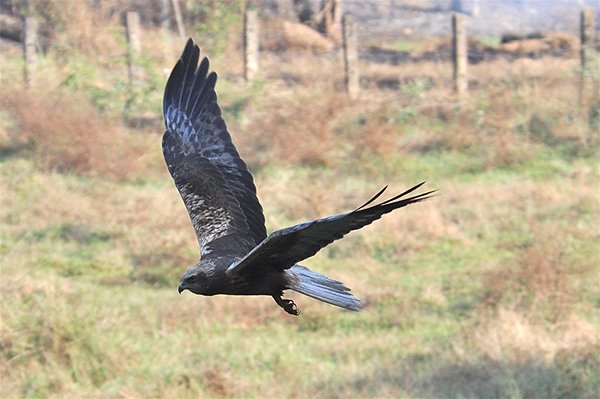 marshharrier3.jpg