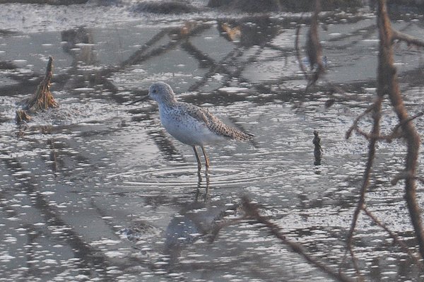 marshsandpiper.jpg