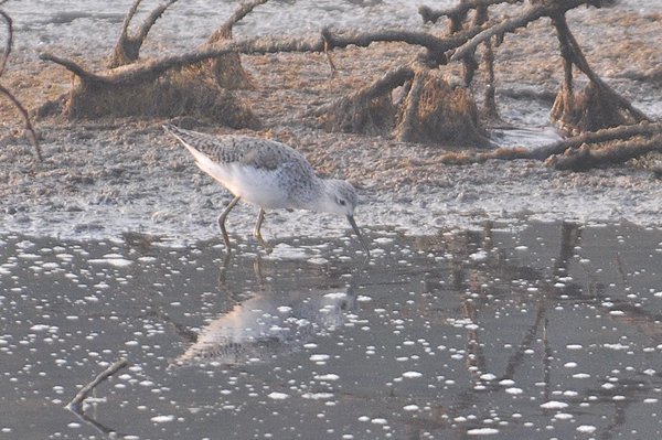 marshsandpiper3.jpg