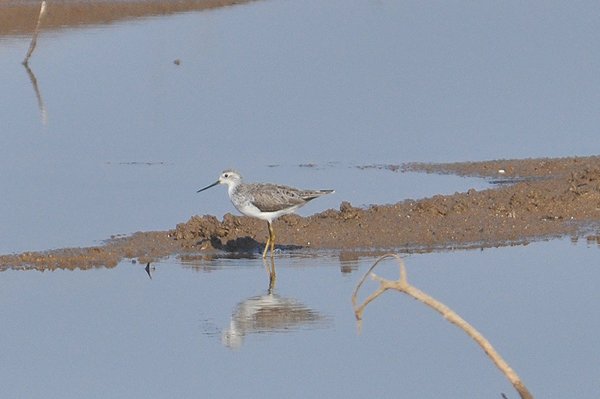 marshsandpiper6.jpg