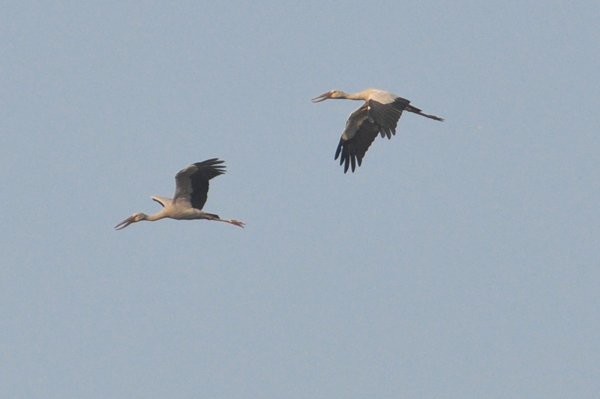 openbillstorkflight.jpg