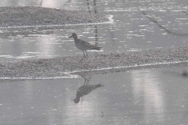 pacificgoldenplover.jpg