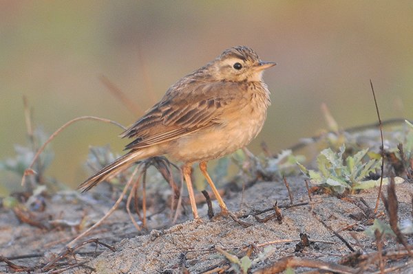 paddyfieldpipit.jpg