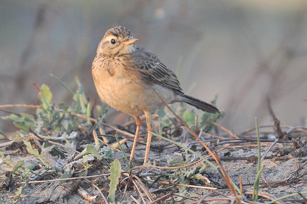 paddyfieldpipit2.jpg