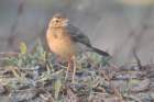 paddyfieldpipit2_small.jpg