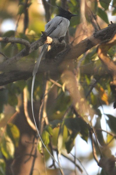 paradiseflycatcher.jpg