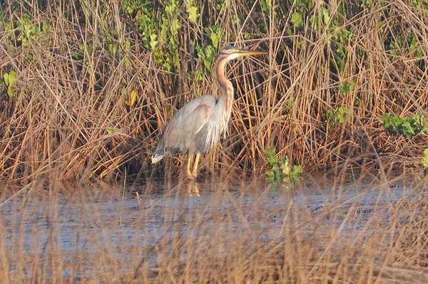 purpleheron2.jpg