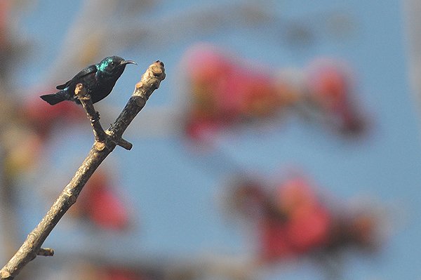 purplesunbird.jpg
