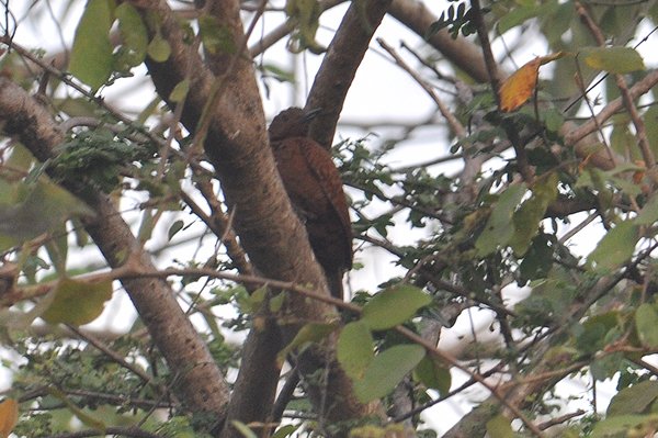 rufouswoodpecker.jpg