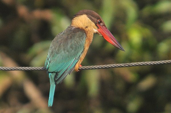 storkbilledkingfisher.jpg