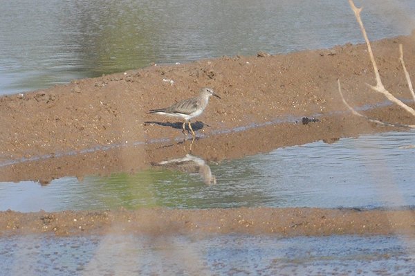temmincksstint.jpg