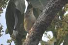 westerncrownedwarbler_small.jpg