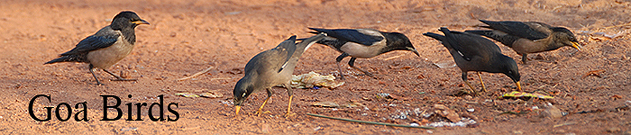 Goa bird photos