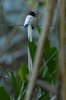 paradiseflycatcher6