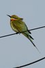 btbeeeater2