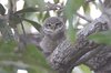 spottedowl