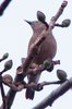 greyheadedstarling5