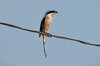 rufousbackedshrike2