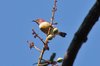 purplerumpedsunbird5