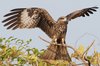 blackkite