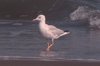 slenderbilledgull