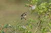 stonechat2