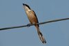 rufousbackedshrike